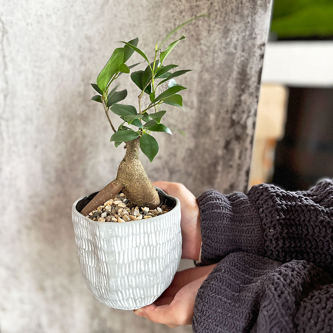 観葉植物 ホワイトグレー陶器鉢 3号 大きさイメージ