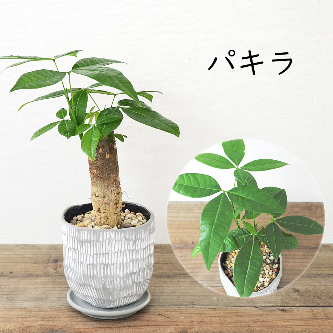 パキラ