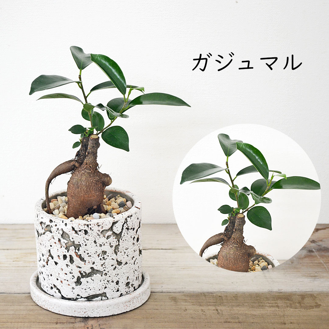 ガジュマル