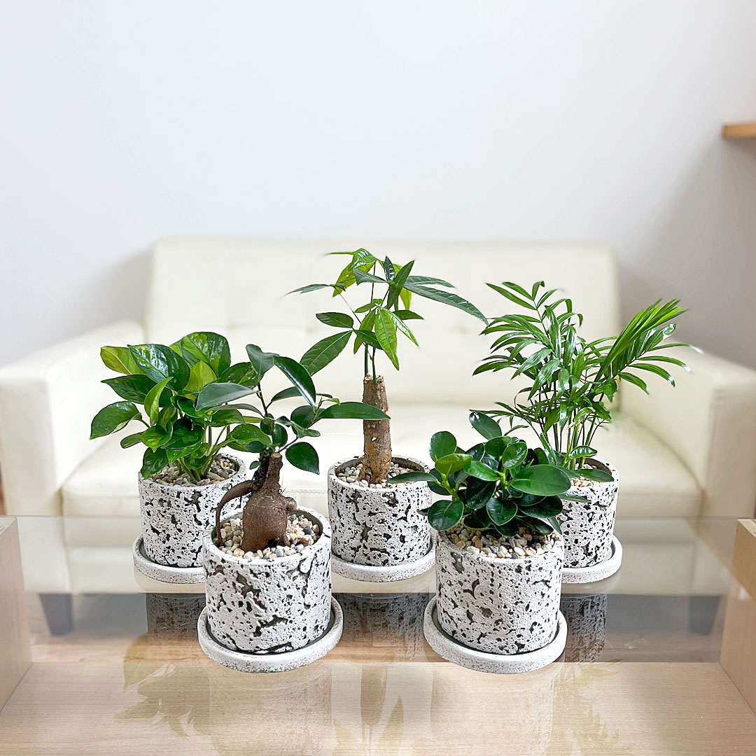 観葉植物 アンティークセメント鉢 3号 イメージ