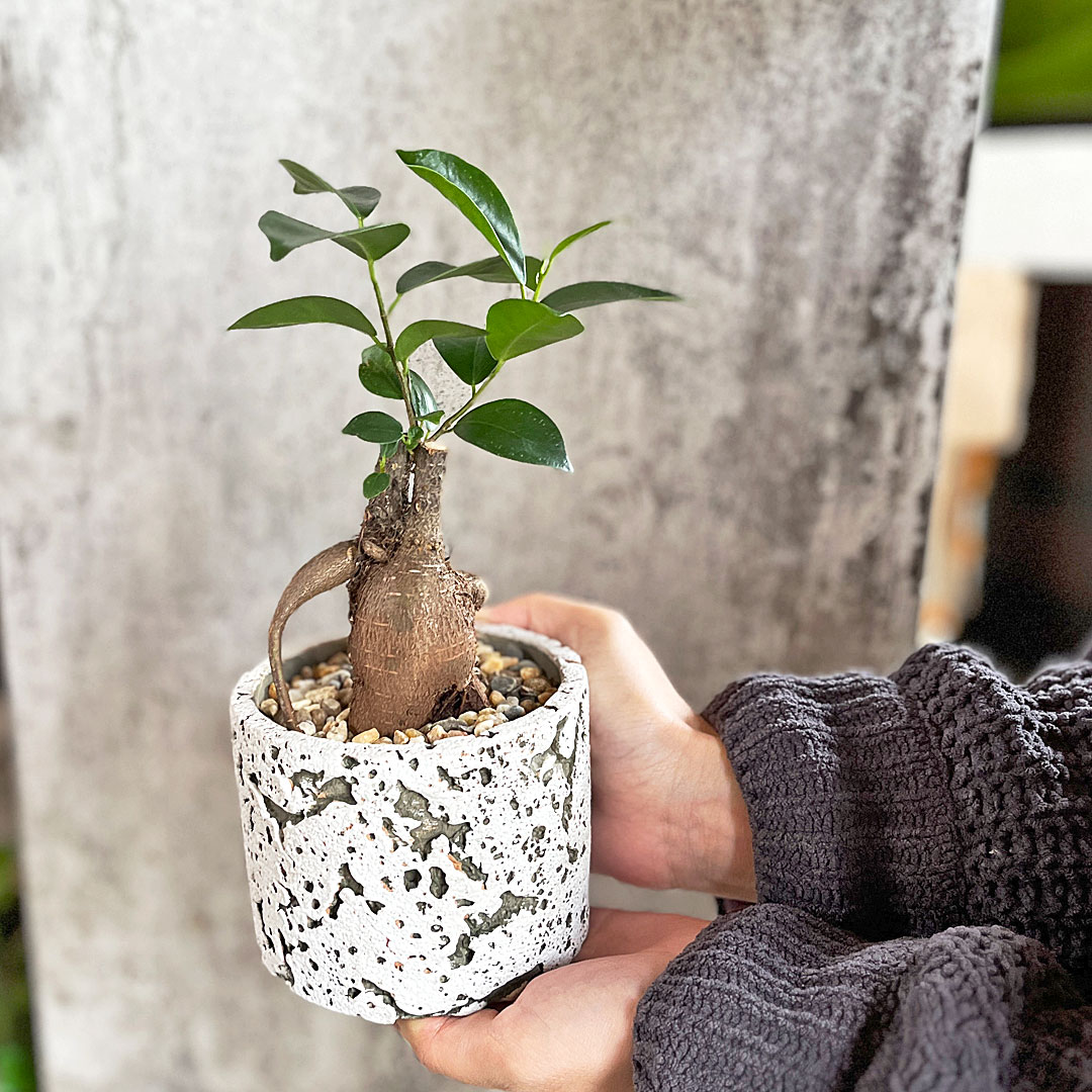 観葉植物 アンティークセメント鉢 3号 大きさイメージ
