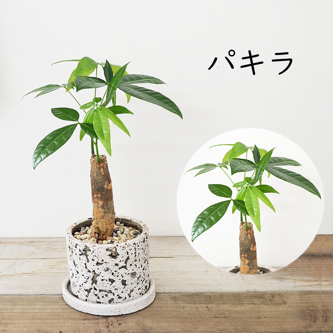 パキラ