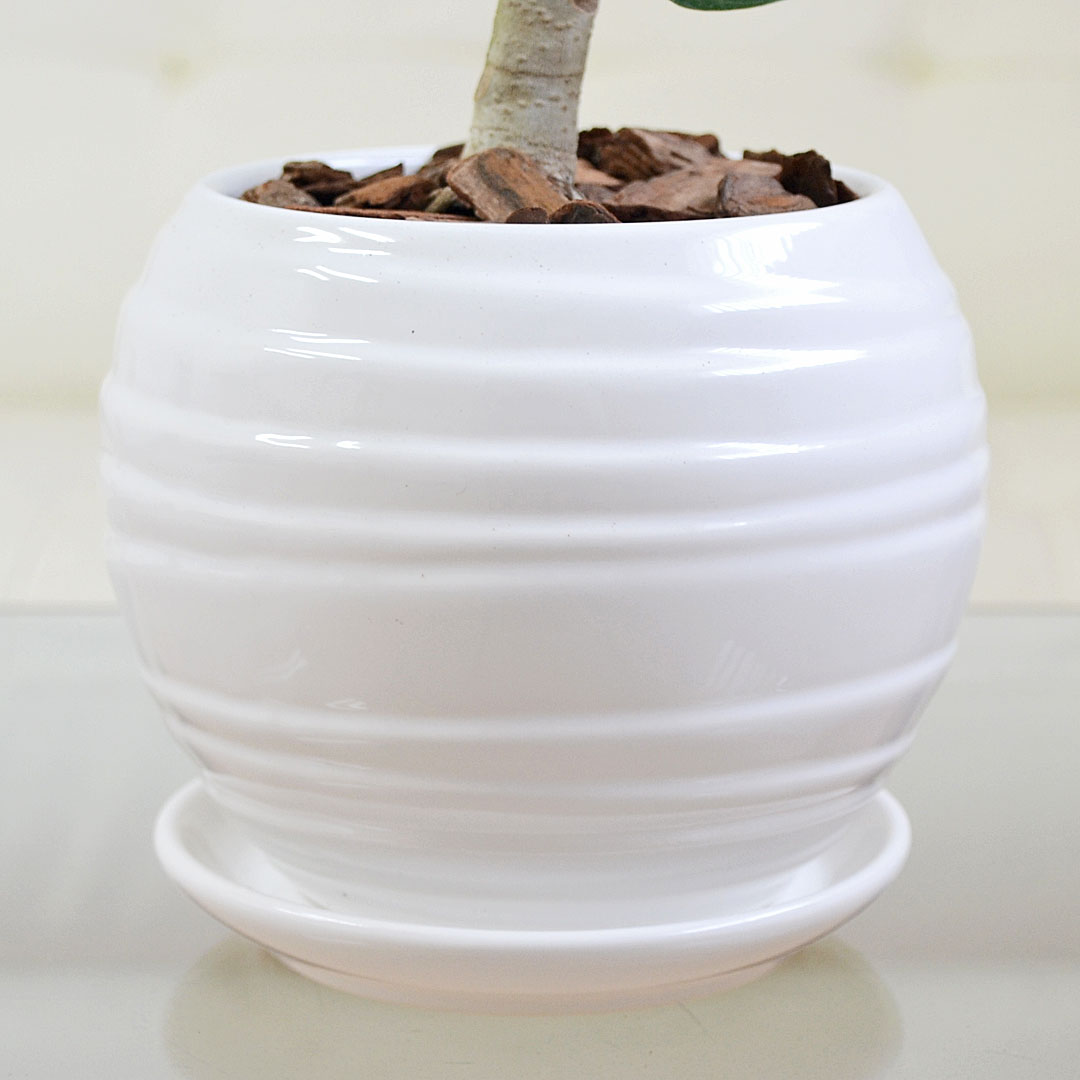 観葉植物 ミニ フィカス 朴 ボール形陶器鉢 陶器鉢の拡大
