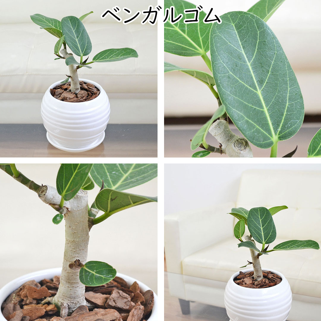 観葉植物 ミニ フィカス 朴 ボール形陶器鉢 ベンガルゴム