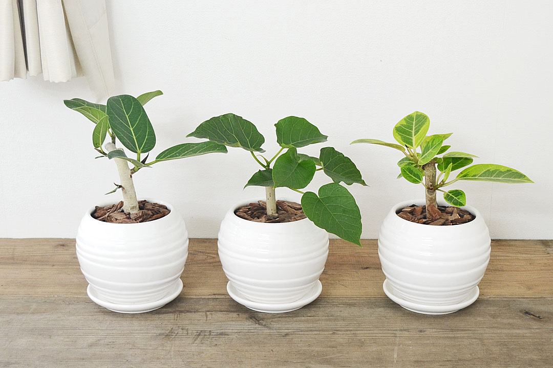 観葉植物 ミニ フィカス 朴 ボール形陶器鉢 イメージ