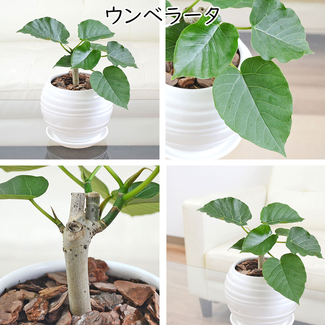 観葉植物 ミニ フィカス 朴 ボール形陶器鉢 ウンベラータ
