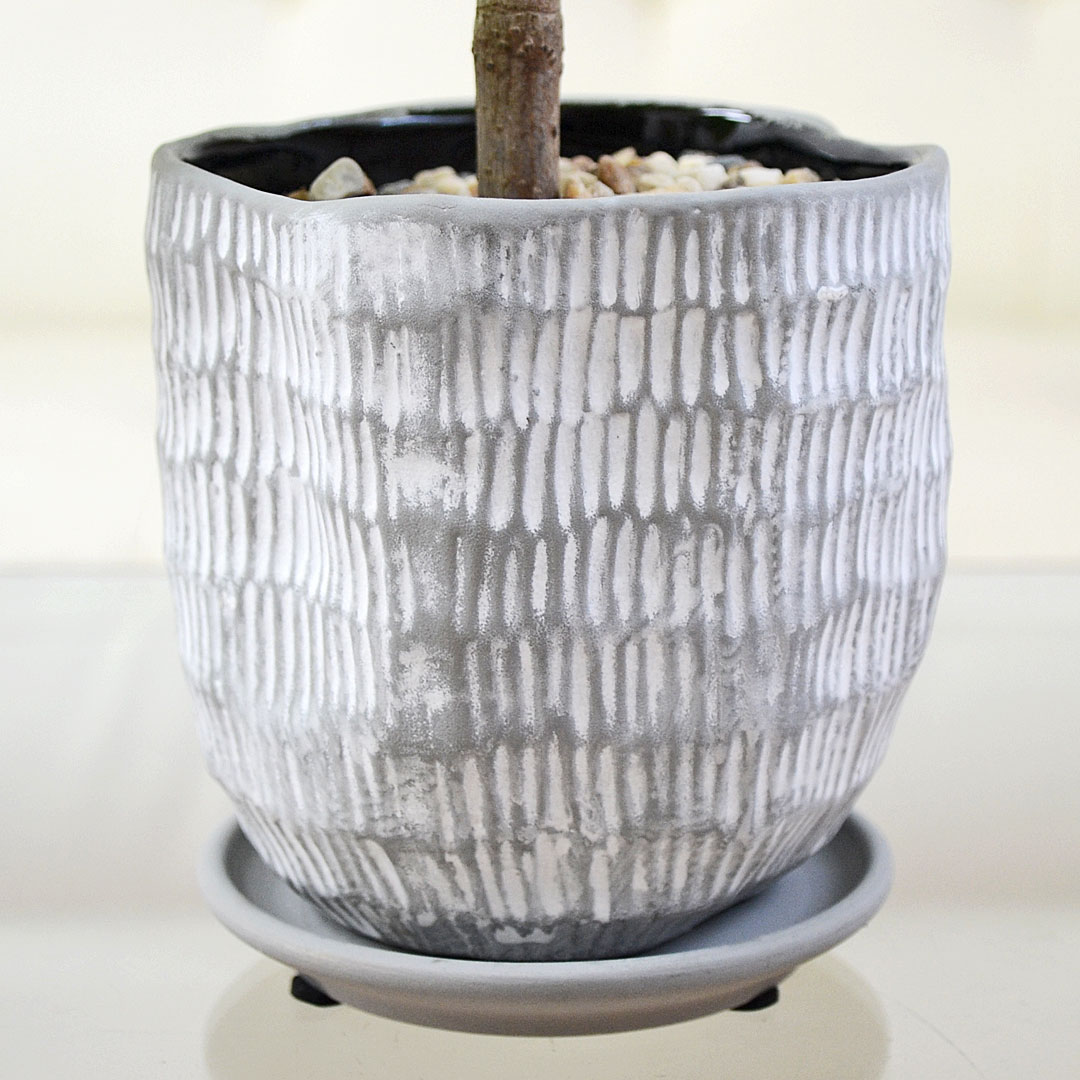 観葉植物 ミニ フィカス 朴 ホワイトグレー陶器鉢 陶器鉢の拡大