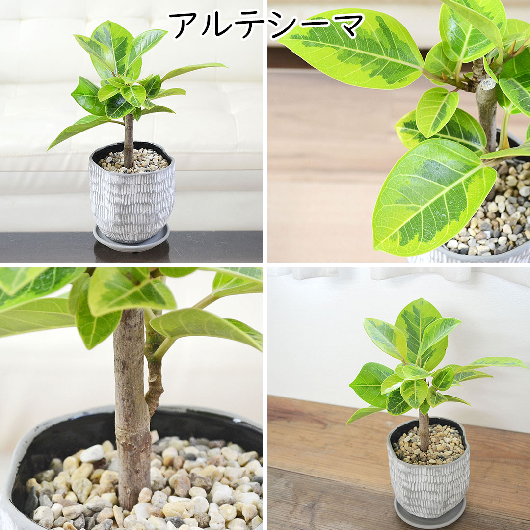 観葉植物 ミニ フィカス 朴 ホワイトグレー陶器鉢 アルテシーマ