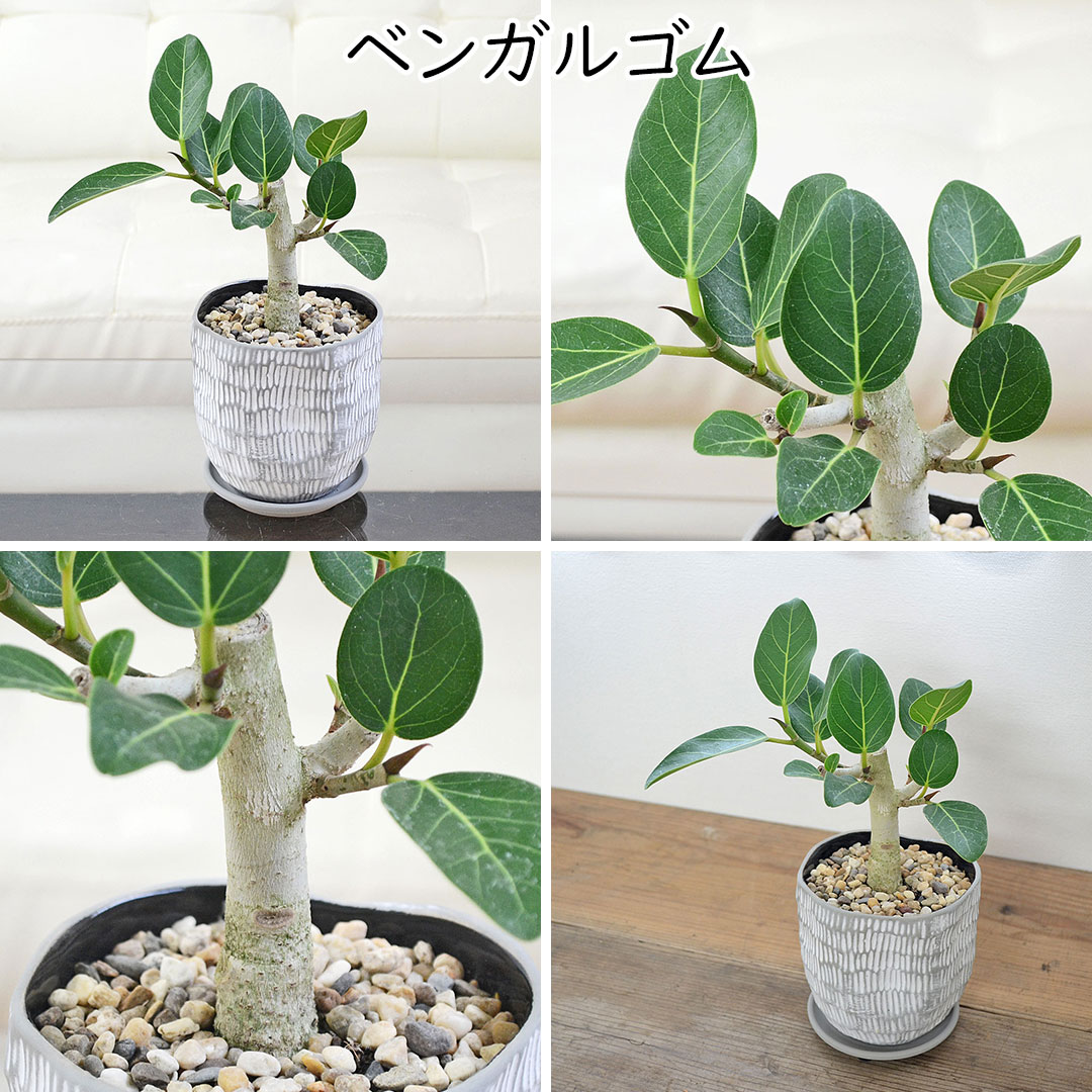 観葉植物 ミニ フィカス 朴 ホワイトグレー陶器鉢 ベンガルゴム