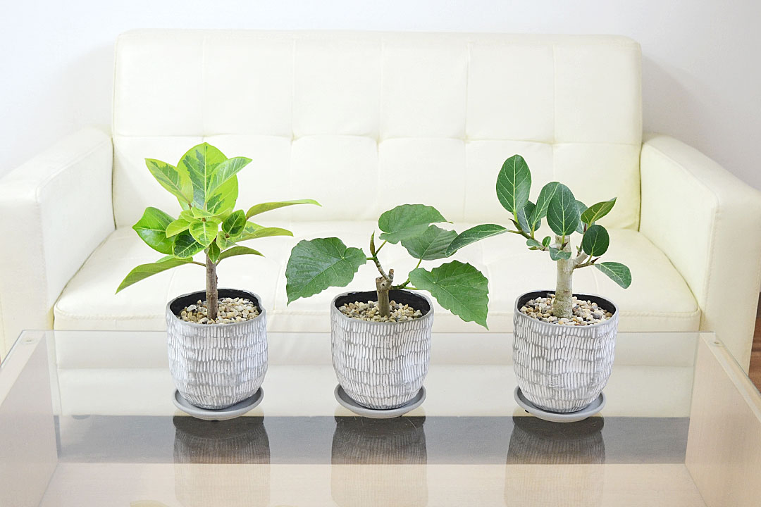 観葉植物 ミニ フィカス 朴 ホワイトグレー陶器鉢 イメージ