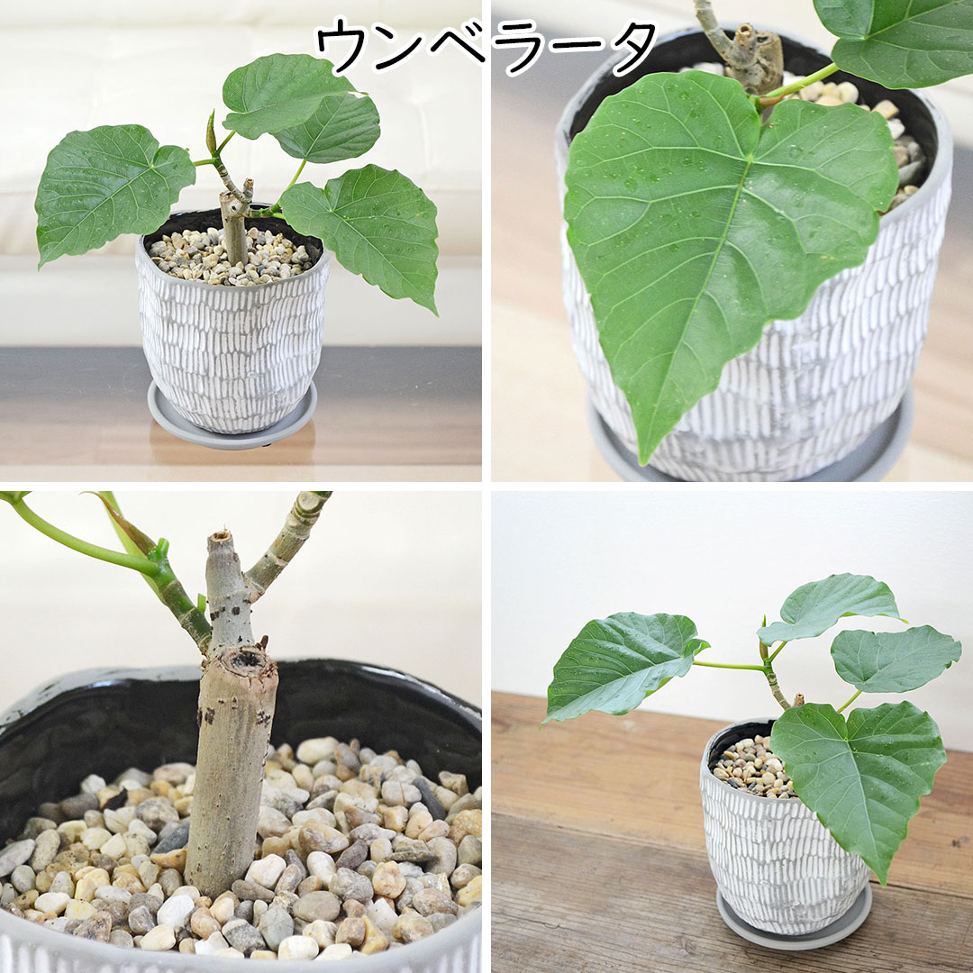 観葉植物 ミニ フィカス 朴 ホワイトグレー陶器鉢 ウンベラータ