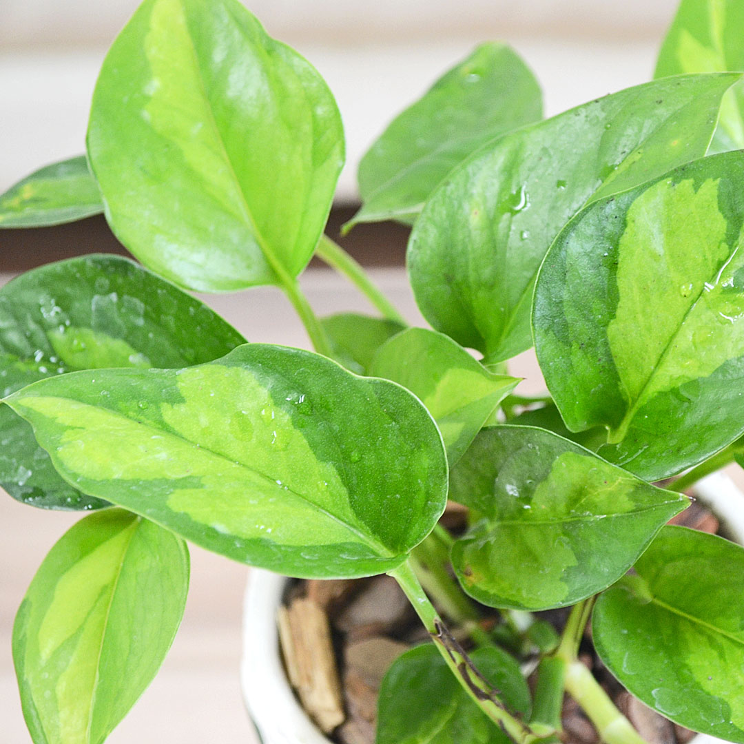 観葉植物 ポトス グローバルグリーン 花柄セメント鉢 葉の拡大