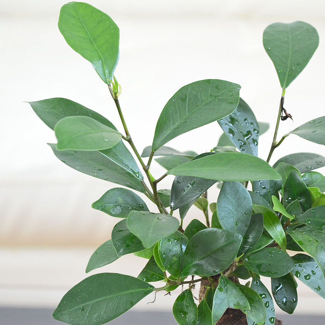 観葉植物 ガジュマル 陶器鉢植え 葉の拡大