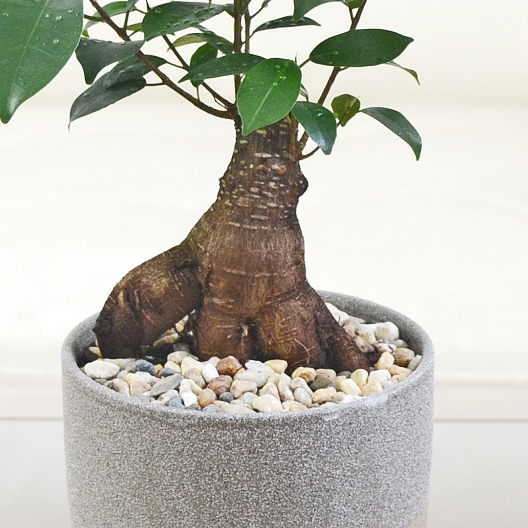 観葉植物 ガジュマル 陶器鉢植え 幹の拡大