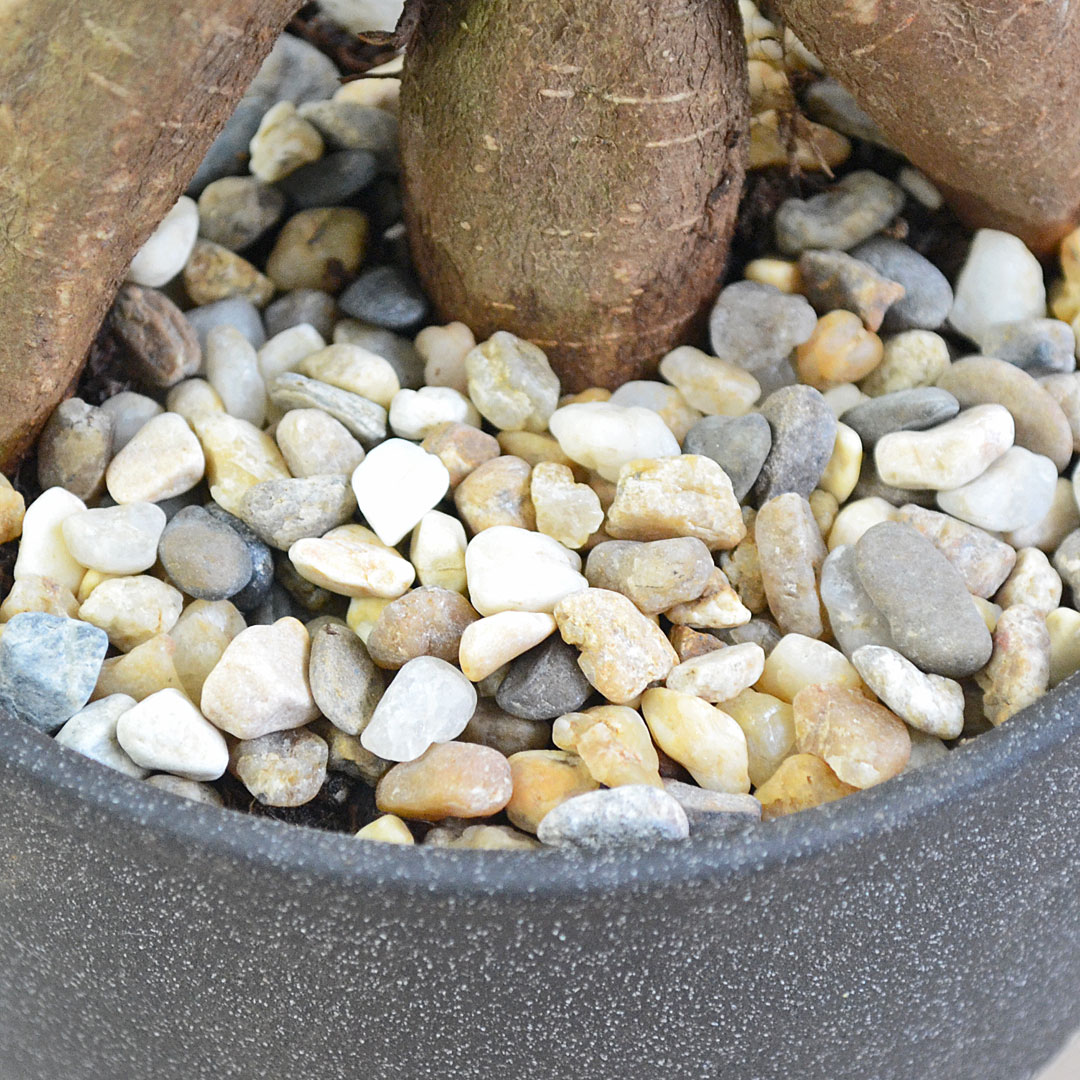 観葉植物 ガジュマル 陶器鉢植え 土の表面の拡大