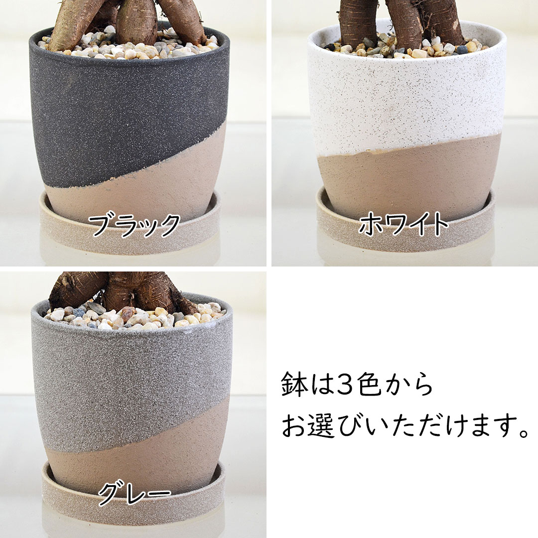 観葉植物 ガジュマル 陶器鉢植え 陶器鉢の拡大