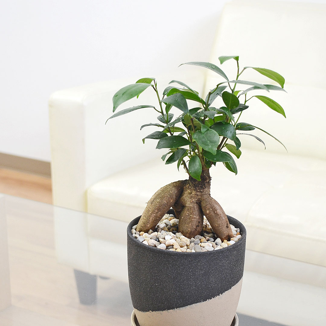 観葉植物 ガジュマル 陶器鉢植え イメージ2