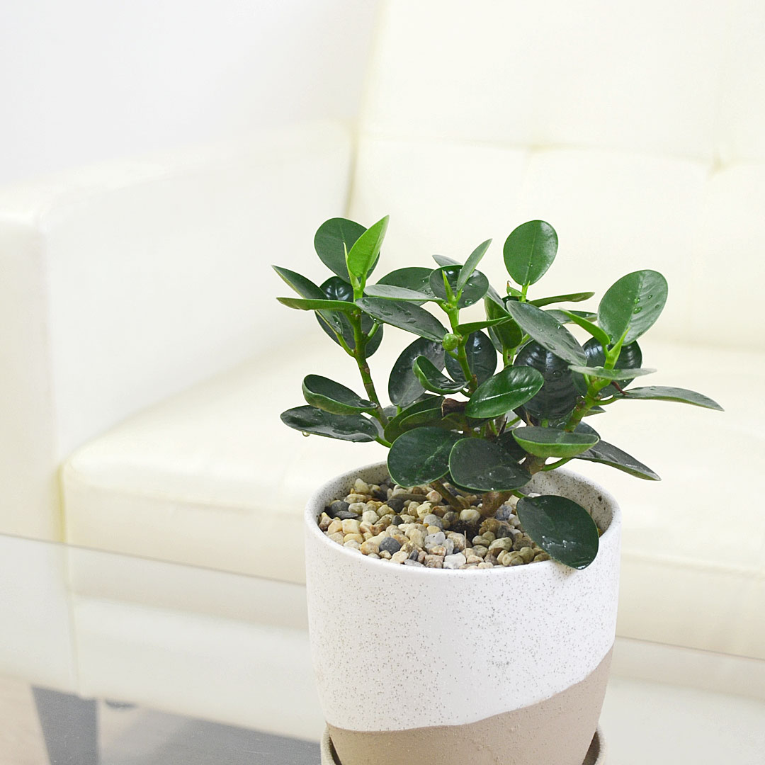 観葉植物 パンダガジュマル 陶器鉢植え イメージ2