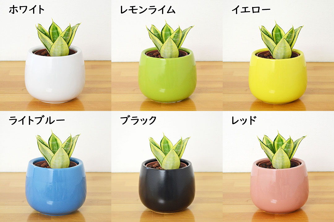 ミニ観葉植物 ハイロドカルチャー サンスベリア・ゴールデンハニー 鉢の種類