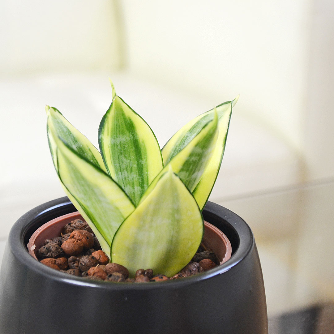 ミニ観葉植物 ハイロドカルチャー サンスベリア・ゴールデンハニー イメージ1