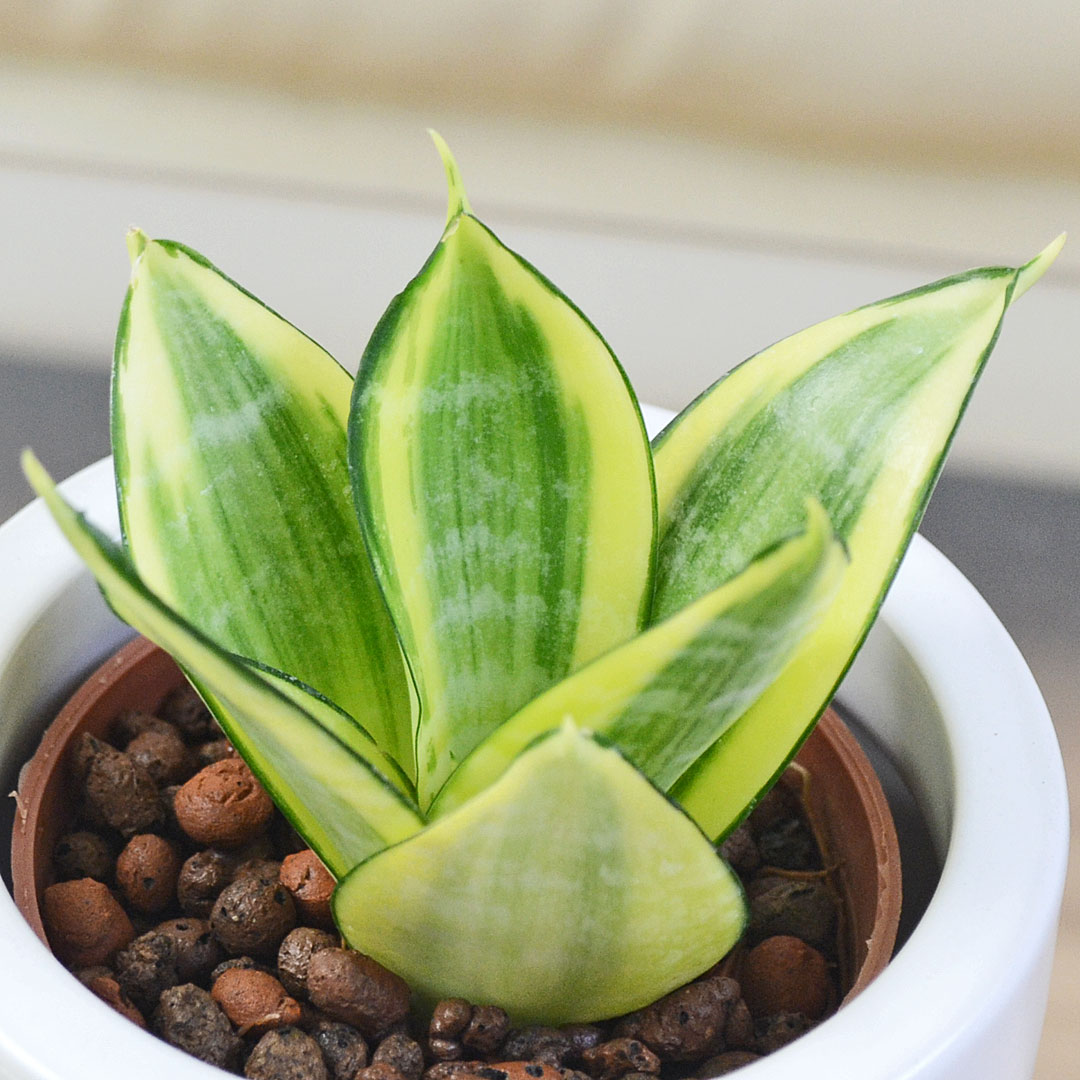 ミニ観葉植物 ハイロドカルチャー サンスベリア ゴールデンハニー イメージ2