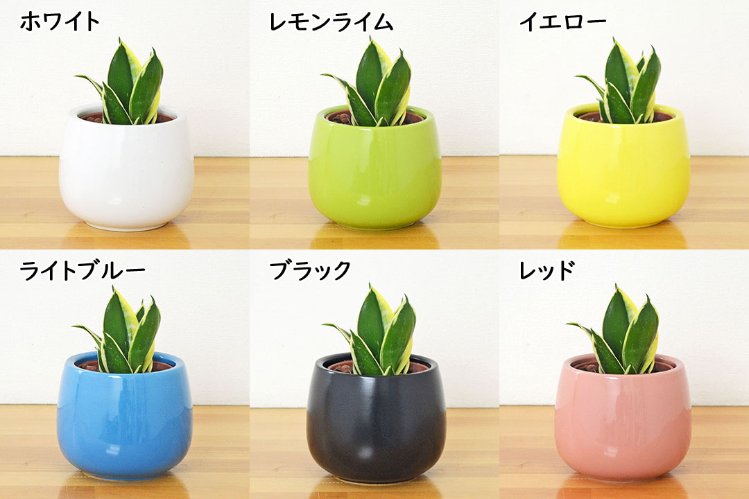 ミニ観葉植物 ハイロドカルチャー サンスベリア・ハニーバニー 鉢の種類
