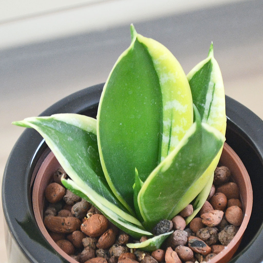 ミニ観葉植物 ハイロドカルチャー サンスベリア ハニーバニー イメージ2