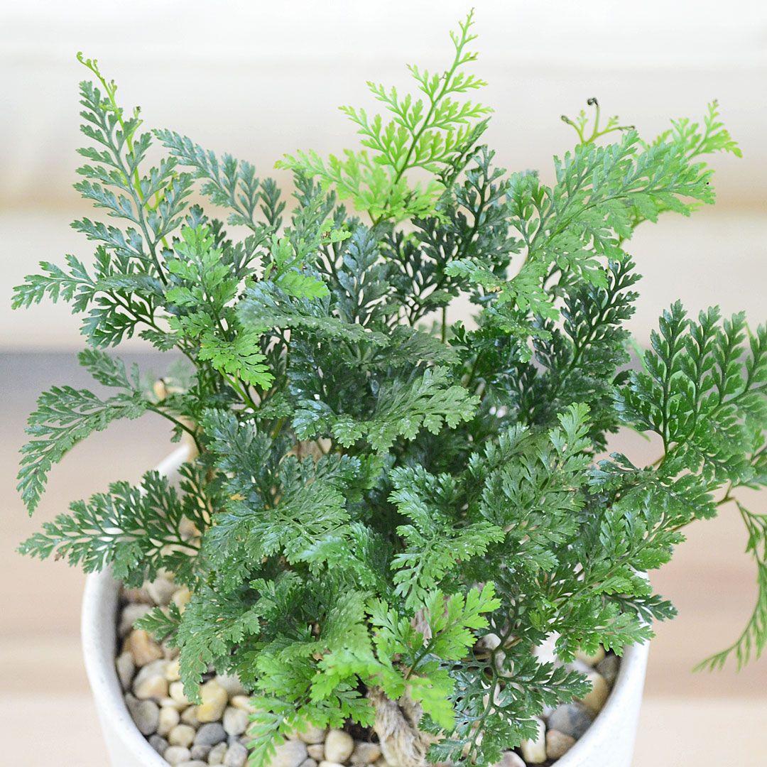 観葉植物 トキワシノブ 陶器鉢 葉の拡大
