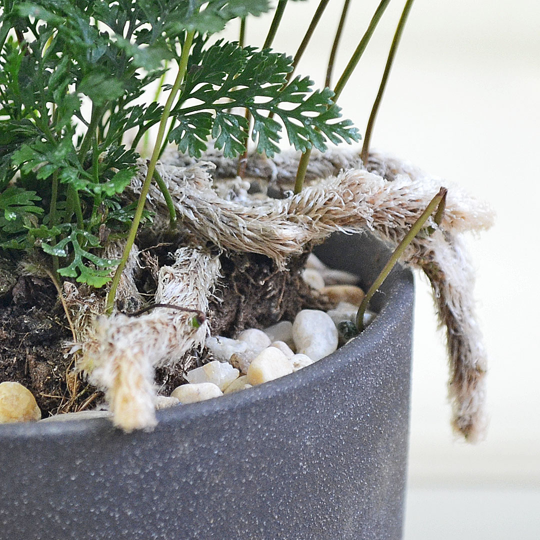 観葉植物 トキワシノブ 陶器鉢 根茎の拡大