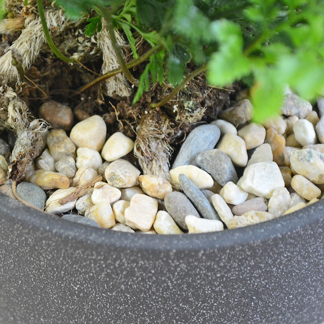 観葉植物 トキワシノブ 陶器鉢 土の表面の拡大