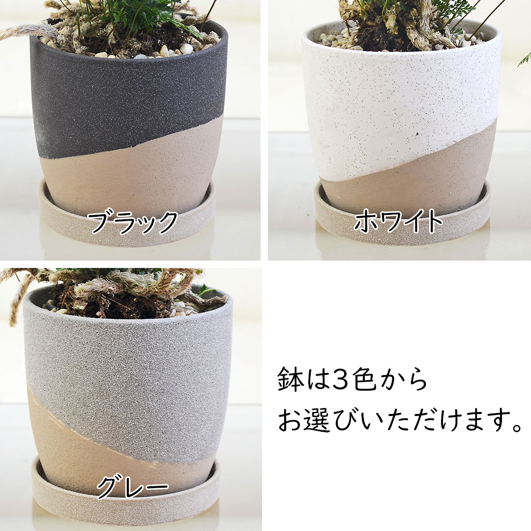 観葉植物 トキワシノブ 陶器鉢 陶器鉢の拡大