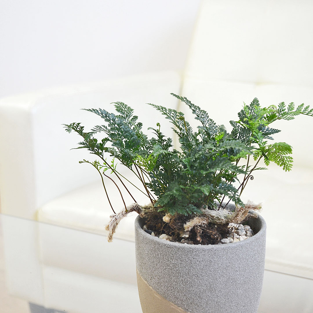 観葉植物 トキワシノブ 陶器鉢 イメージ