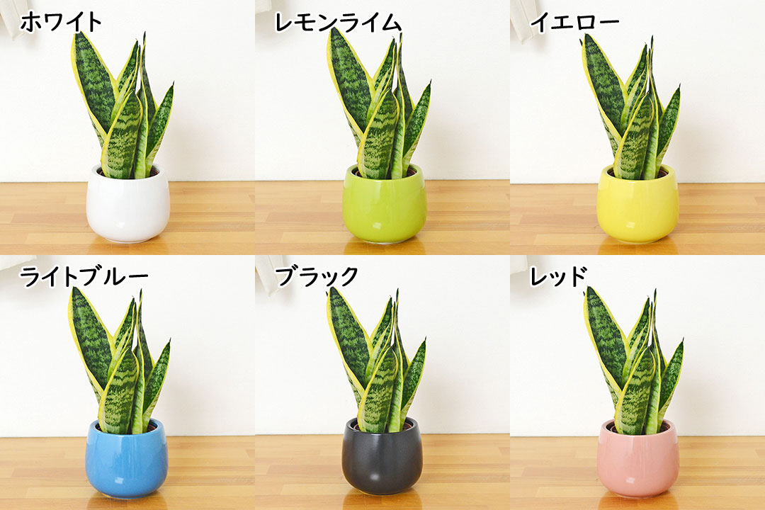 ミニ観葉植物 ハイロドカルチャー サンスベリア・フツーラ 鉢の種類