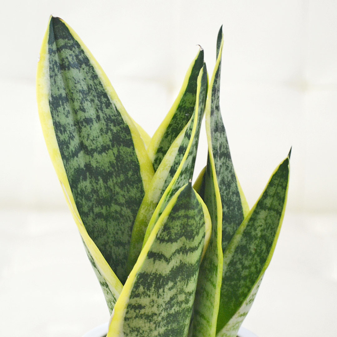 ミニ観葉植物 ハイロドカルチャー サンスベリア フツーラ イメージ2