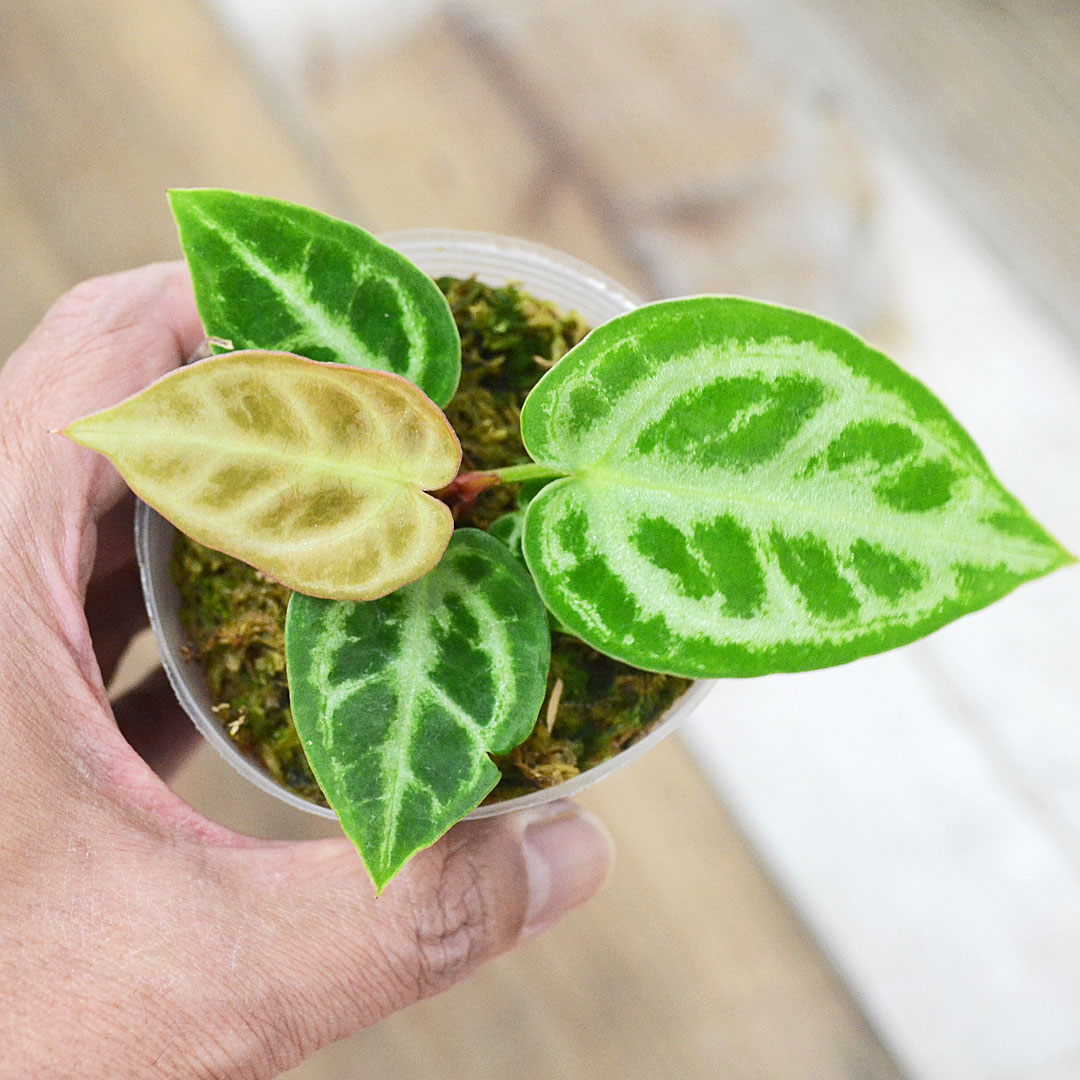 観葉植物 アンスリウム ドラヤキ 2.5号 イメージ