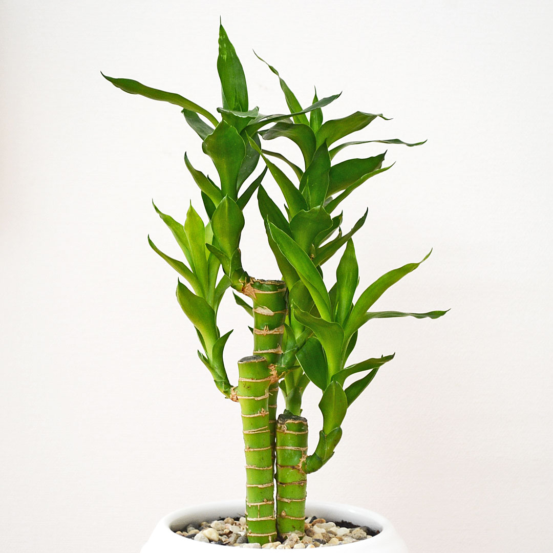 観葉植物 キングバンブー ボール形陶器鉢 葉の拡大