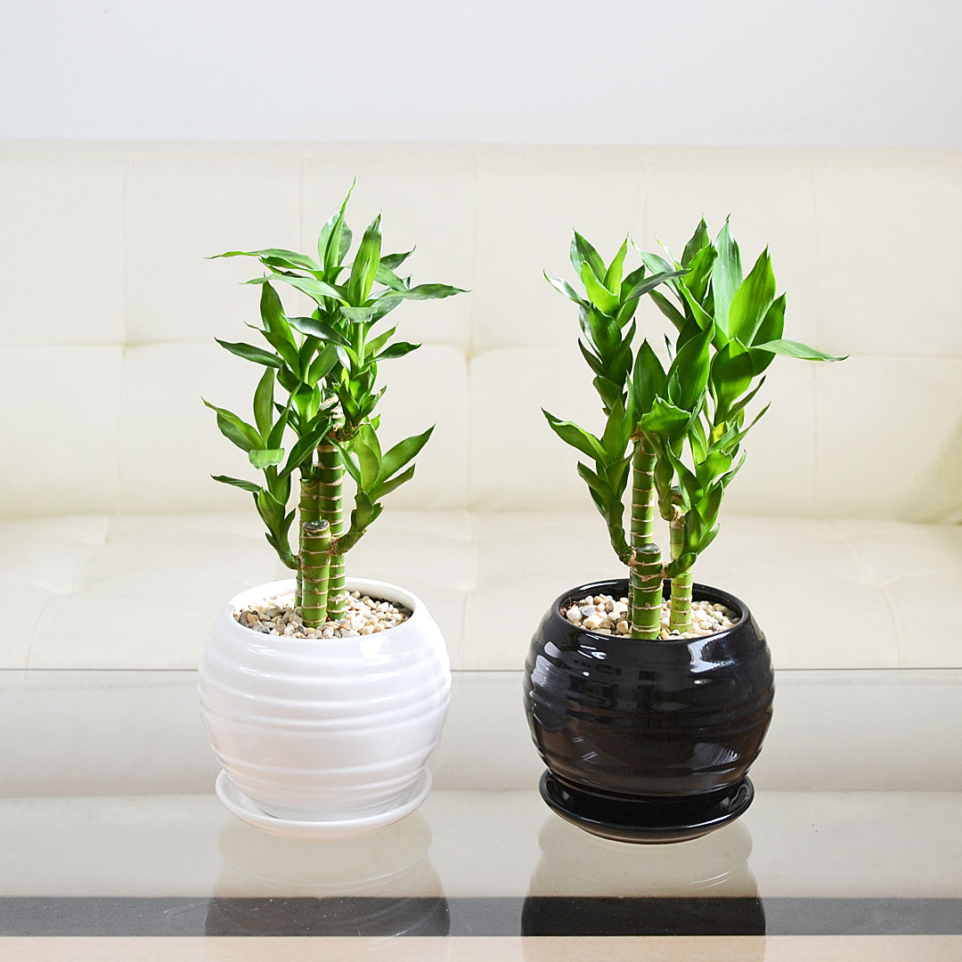 観葉植物 キングバンブー ボール形陶器鉢 イメージ