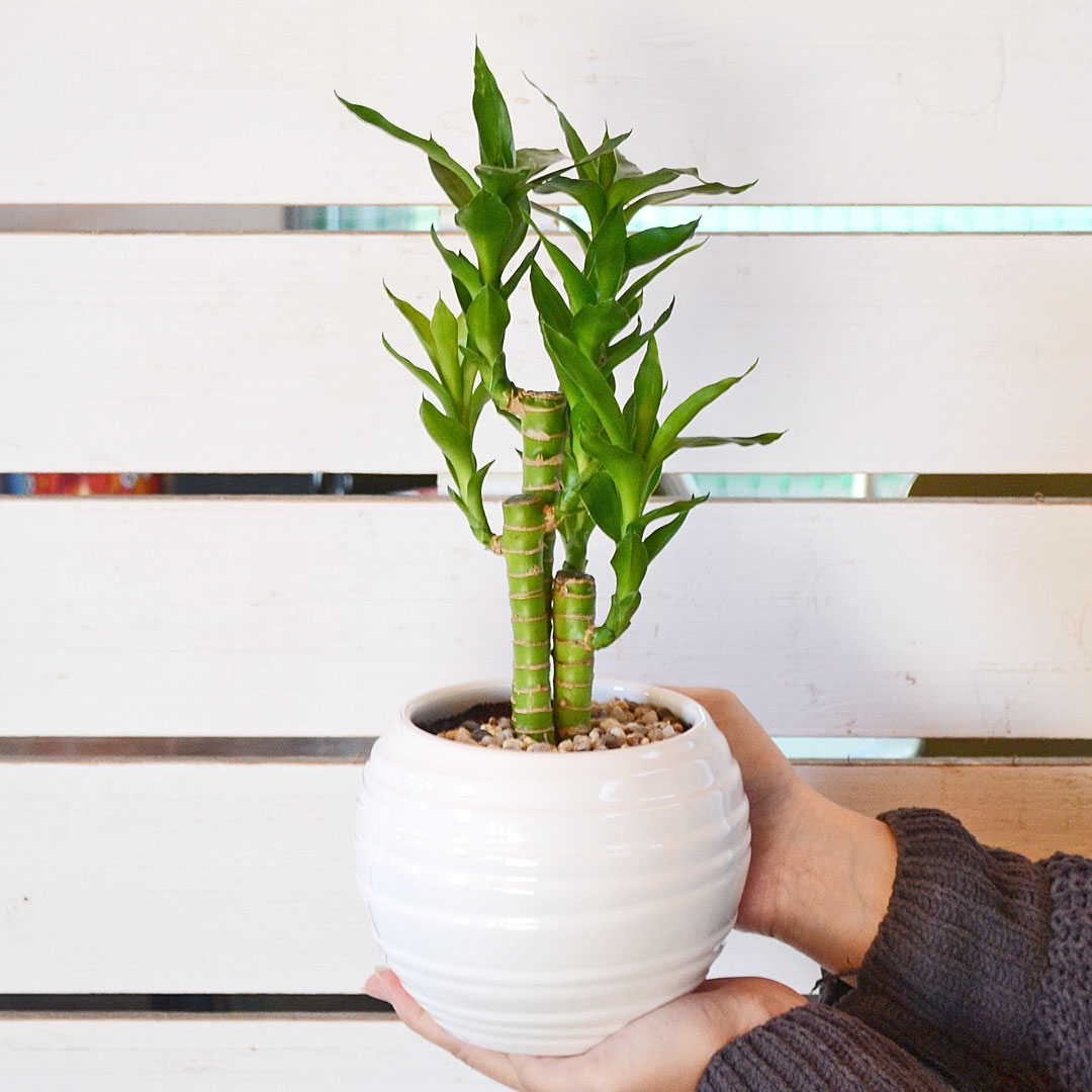 観葉植物 キングバンブー ボール形陶器鉢 イメージ2