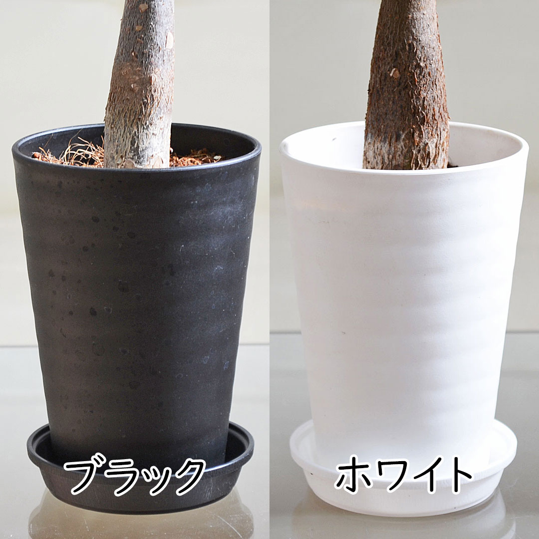 選べる観葉植物 セラアート鉢 3.5号 鉢の拡大