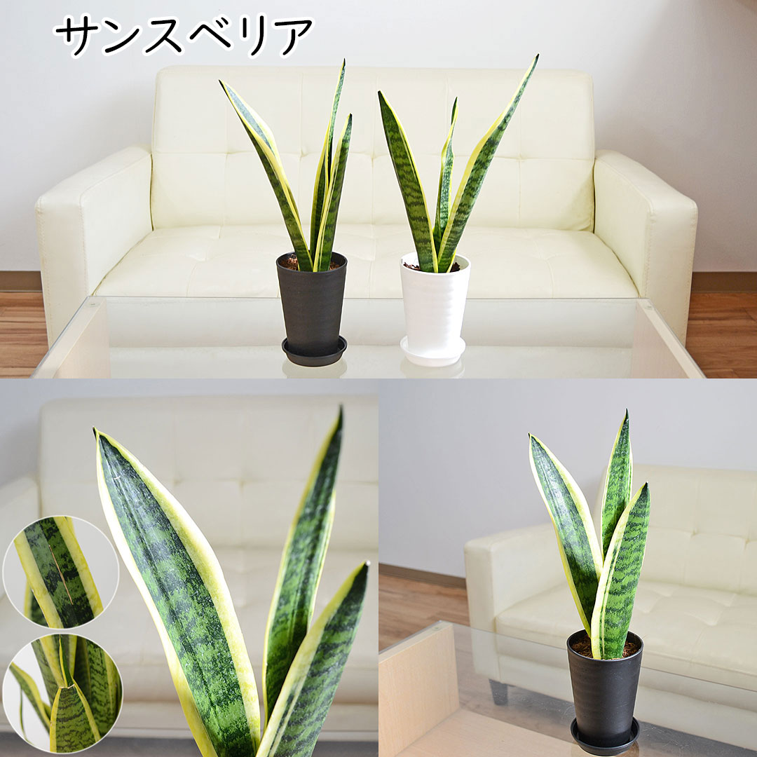 選べる観葉植物 セラアート鉢 3.5号 サンスベリア