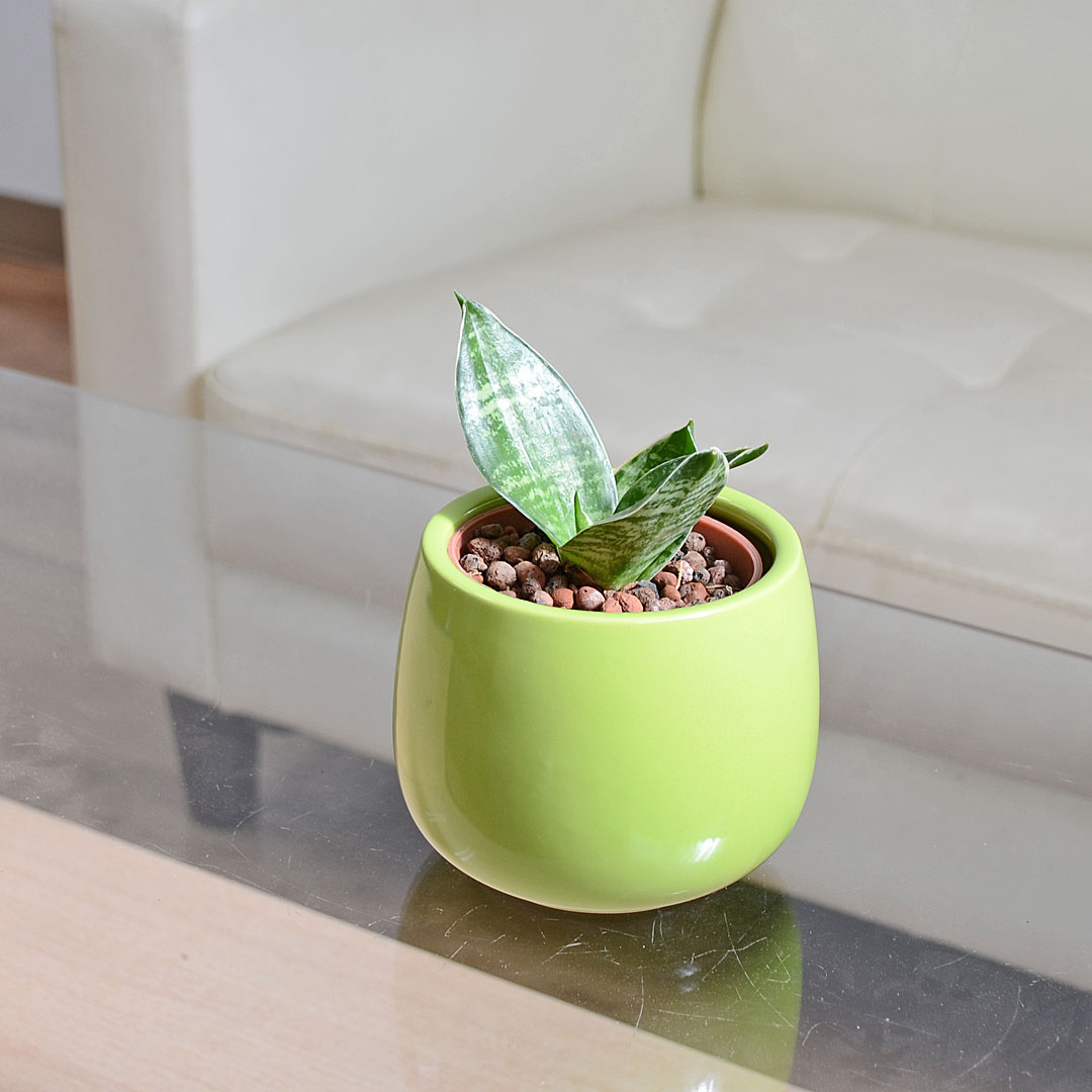 ミニ観葉植物 ハイロドカルチャー サンスベリア・グリーンハニー イメージ1