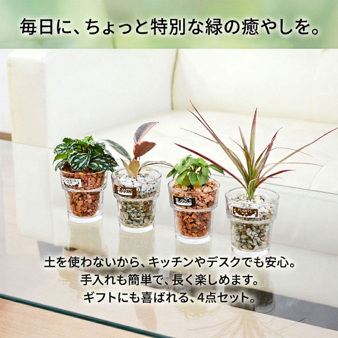 ミニ観葉植物 ハイドロカルチャー ゼオライト 4鉢セット イメージ