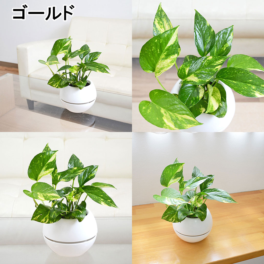 観葉植物 選べるポトス 3号 ゴールド