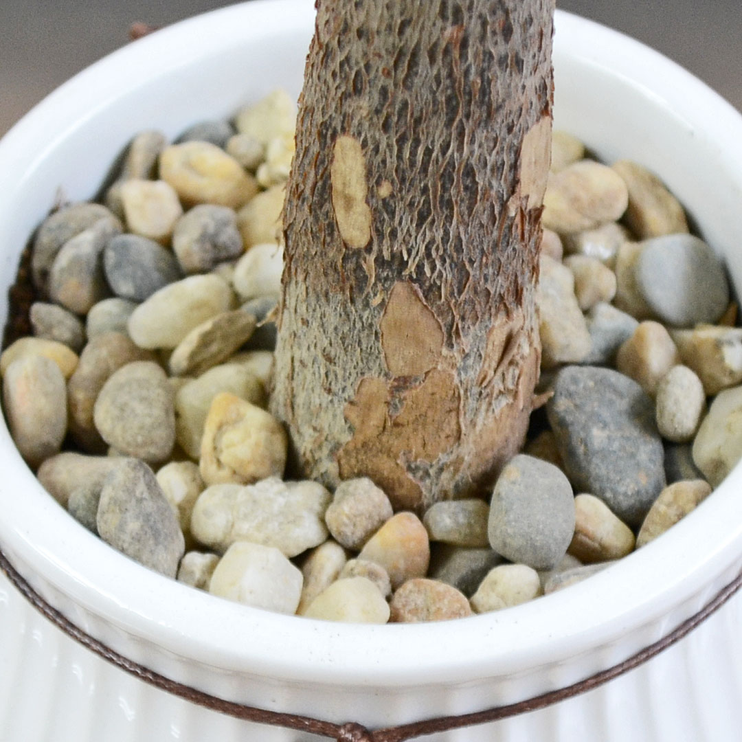 観葉植物 タグ付き陶器鉢 土の表面の拡大