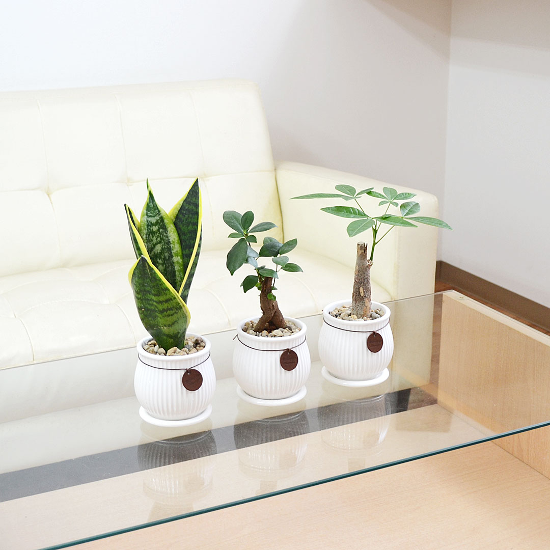 観葉植物 タグ付き陶器鉢 イメージ2