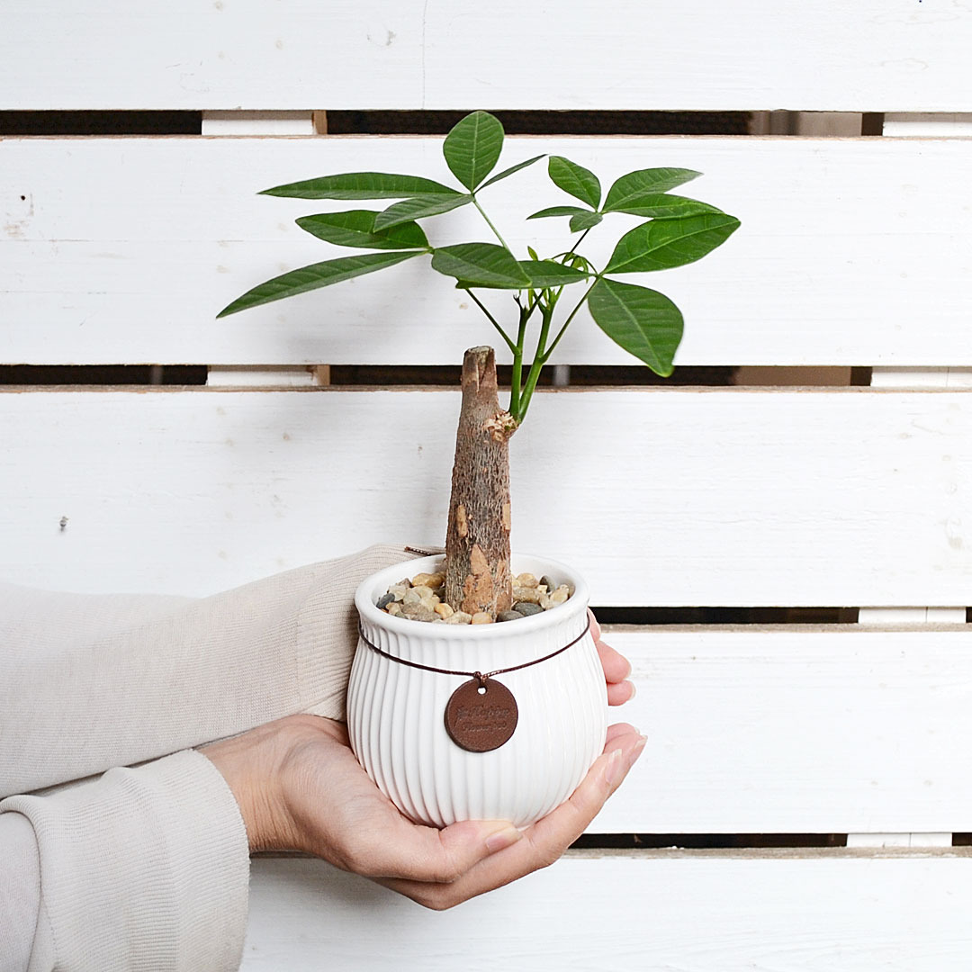 観葉植物 タグ付き陶器鉢 イメージ3
