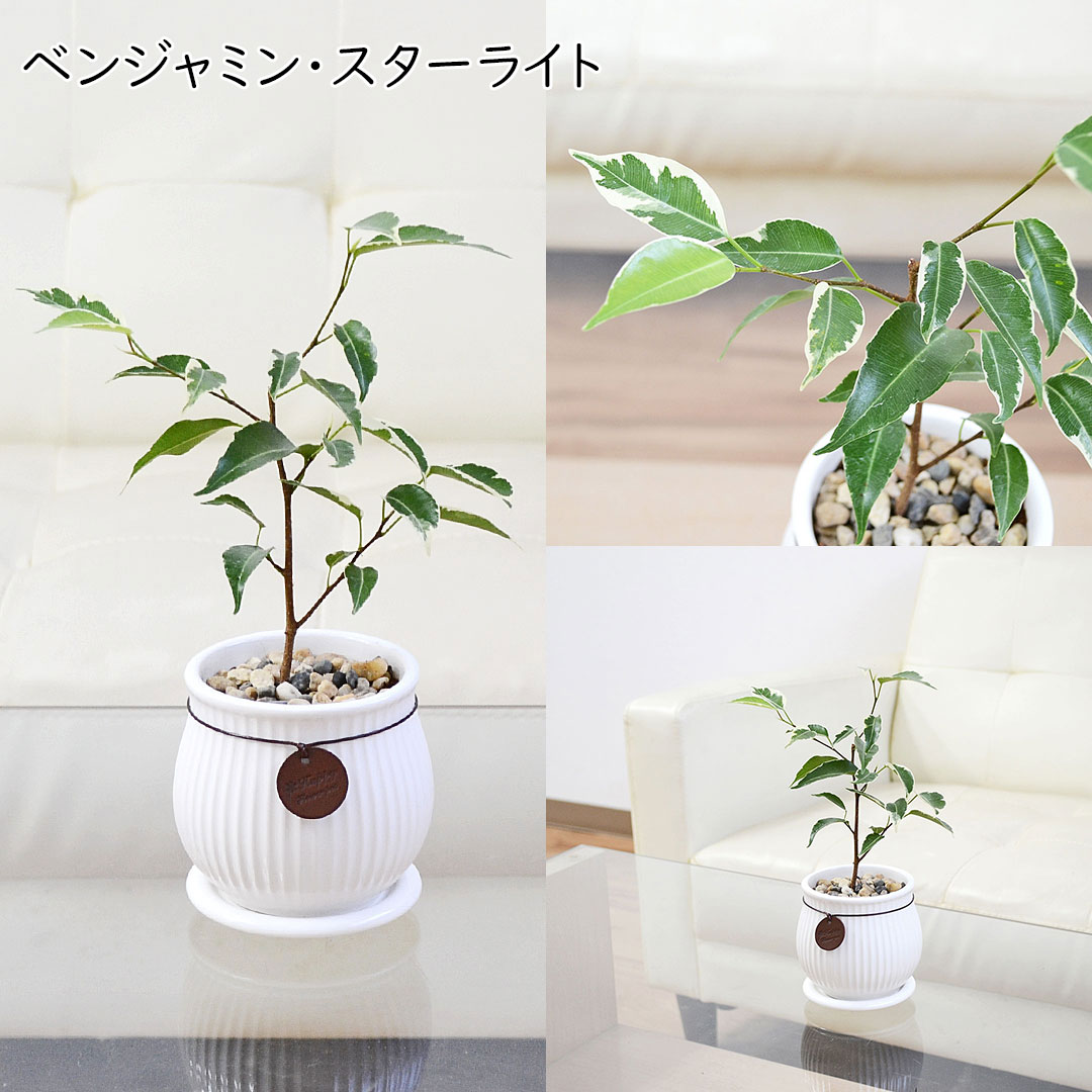観葉植物 タグ付き陶器鉢 ベンジャミン・スターライト