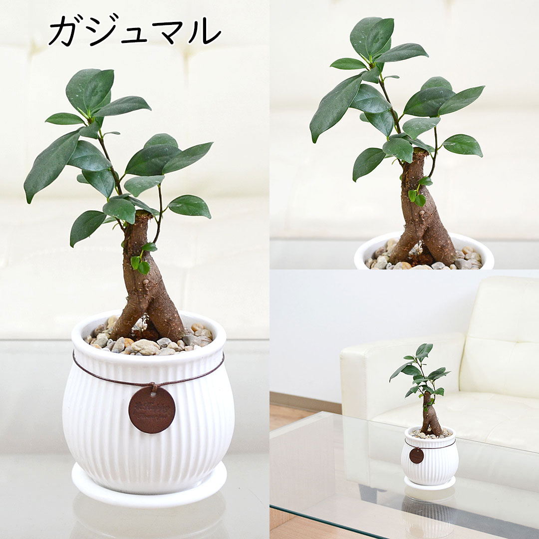 観葉植物 タグ付き陶器鉢 ガジュマル