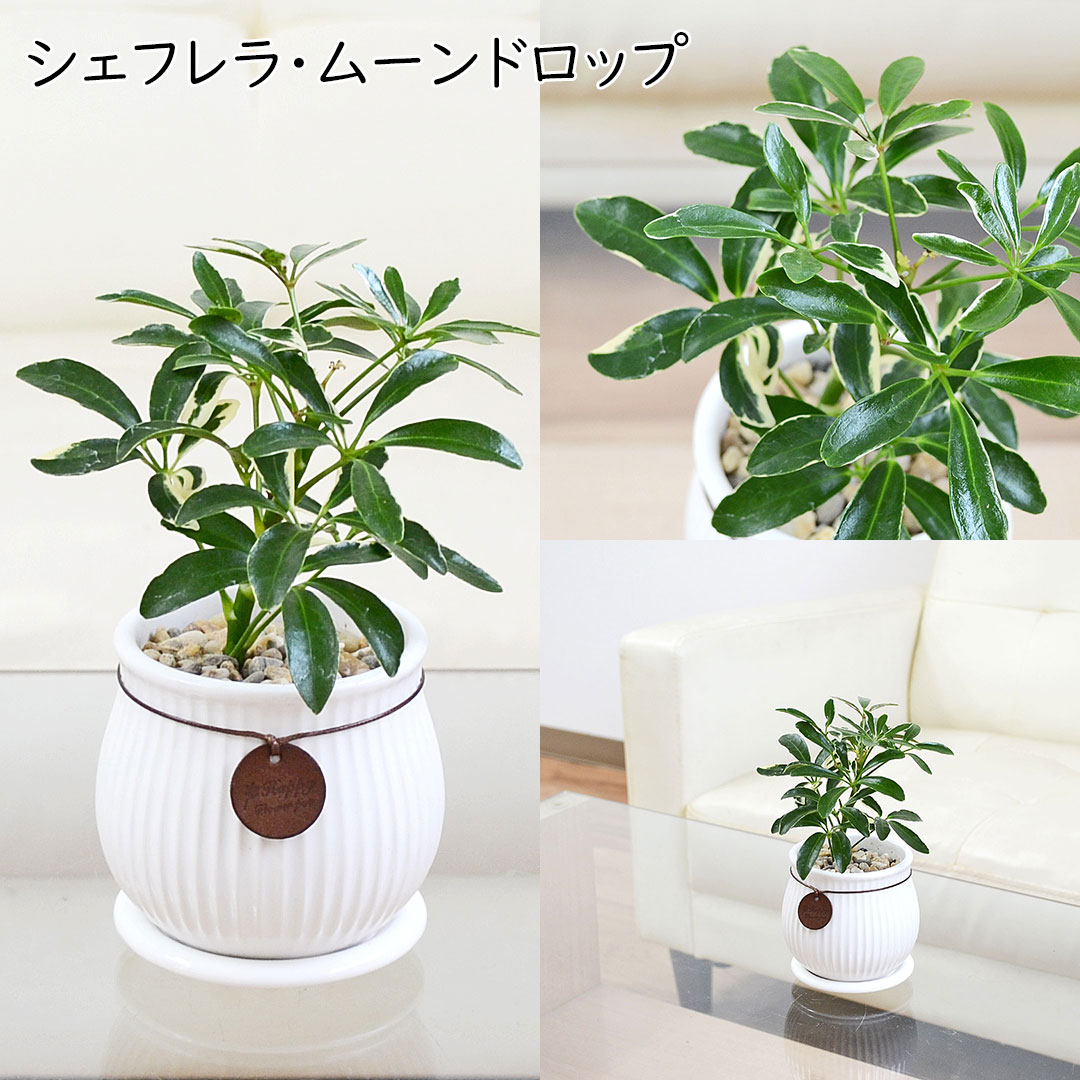 観葉植物 タグ付き陶器鉢 シェフレラ・ムーンドロップ