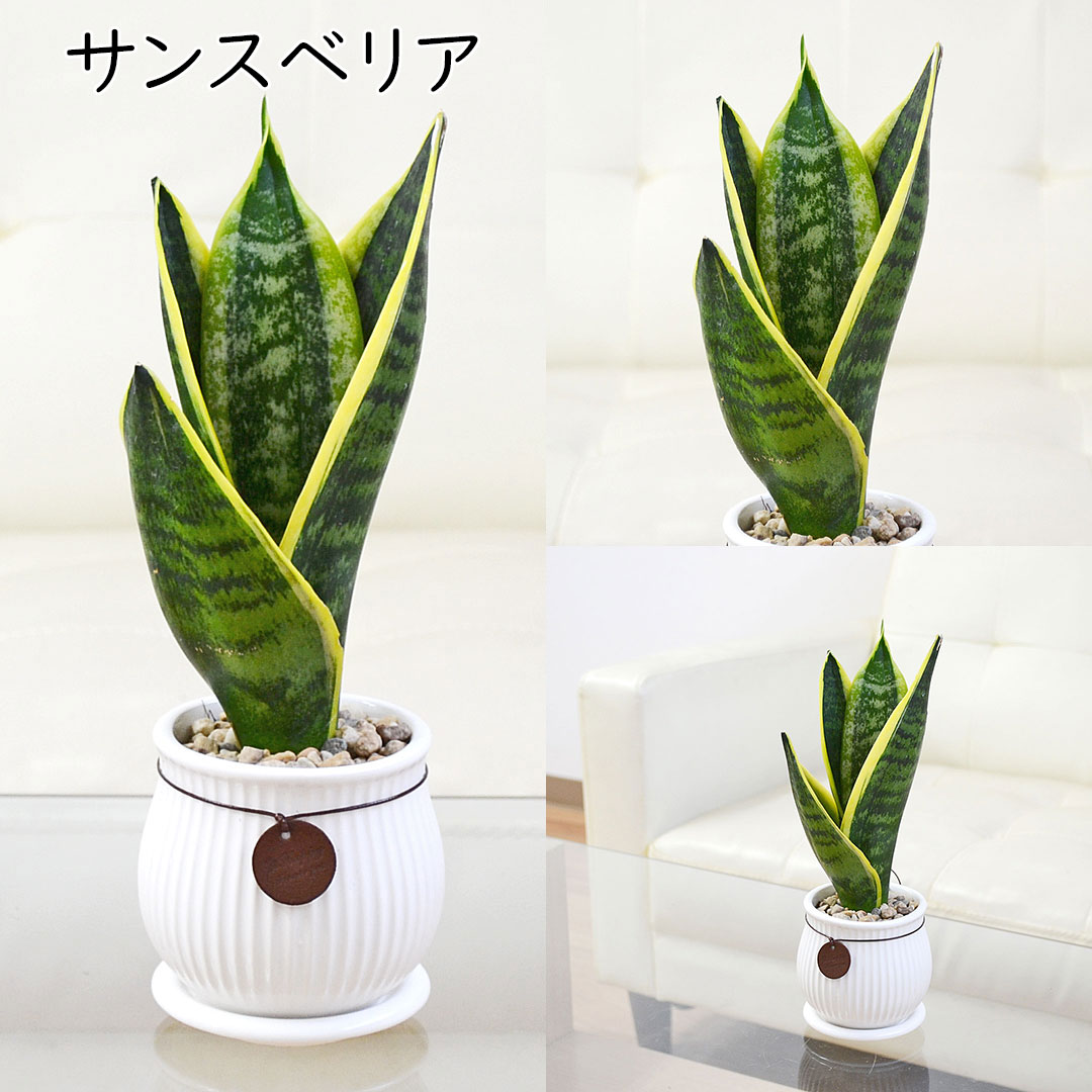 観葉植物 タグ付き陶器鉢 サンスベリア